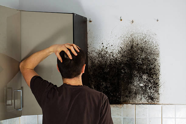 Best White Mold Remediation in , OR